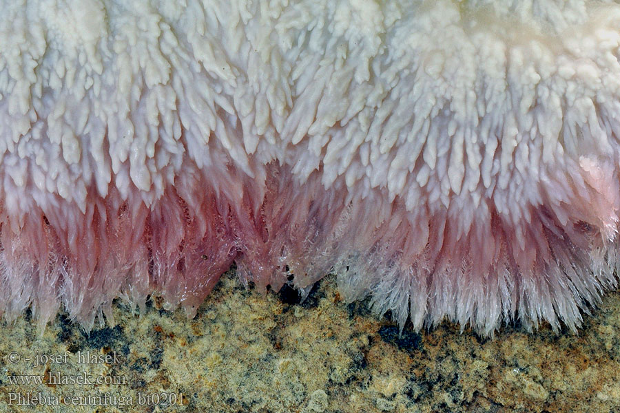 Phlebia centrifuga Żylak wielobarwny