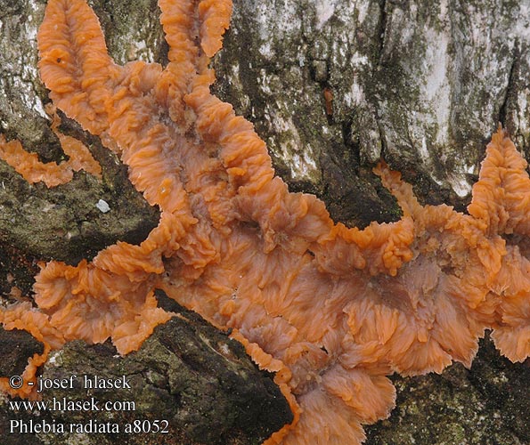 Phlebia radiata a8052