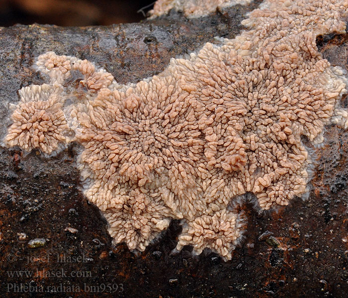 Merulius merismoides aurantiaca contorta Rosettsopp