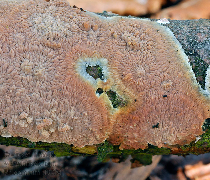 Phlebia rufa Žilnatka proměnlivá