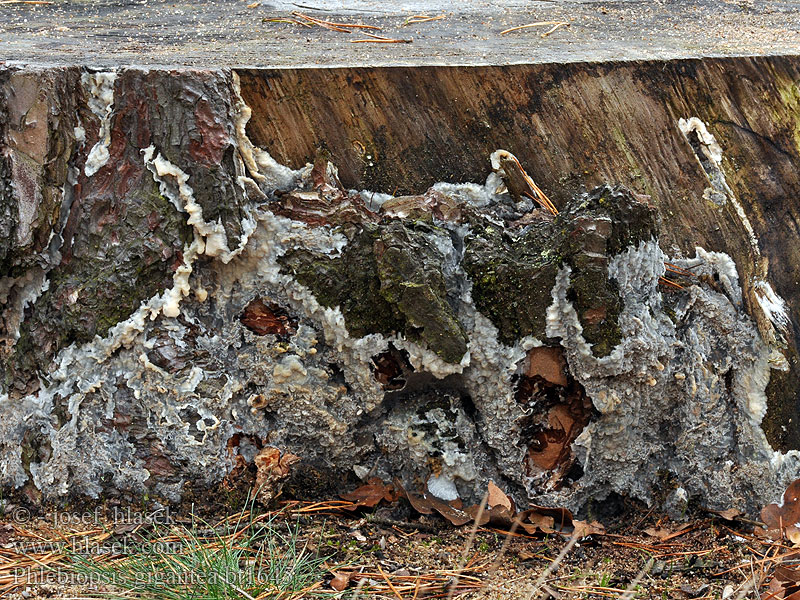 Phlebiopsis gigantea Peniophora Phlebia Kornatec obrovský