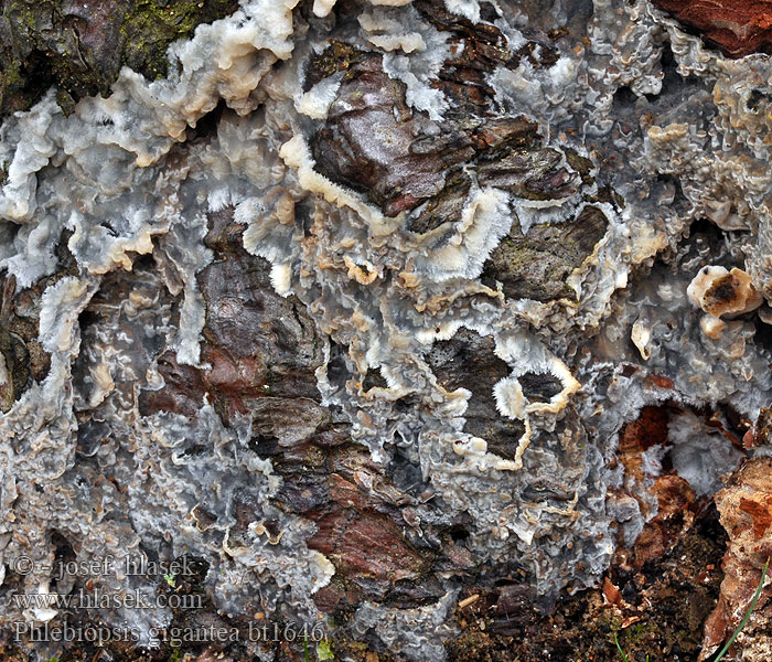 Phlebiopsis gigantea Peniophora Phlebia Kornatec obrovský