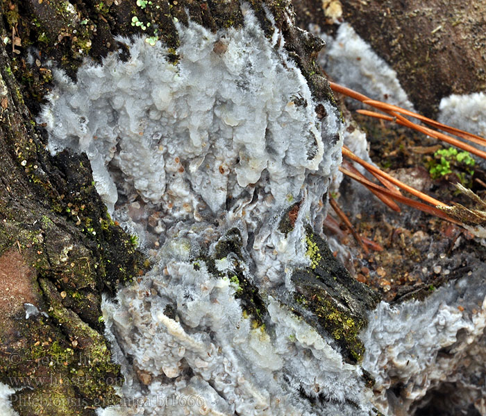 Phlebiopsis gigantea Stor barksopp Флебиопсис гигантский