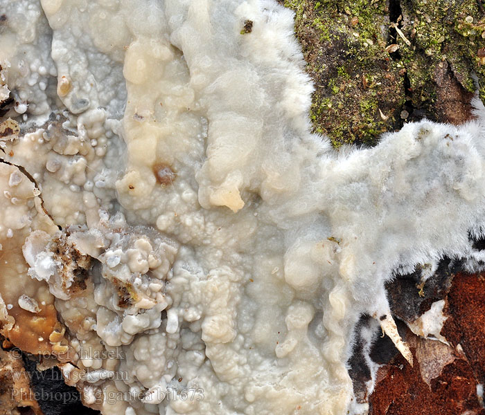 Phlebiopsis gigantea Kornatec obrovský