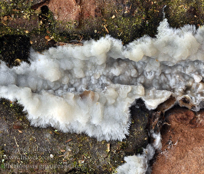 Phlebiopsis gigantea Dennenharszwam