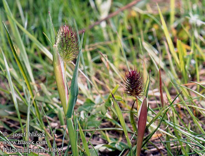 Phleum alpinum