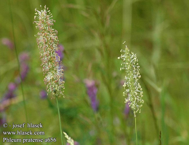 Phleum pratense Timothy-grass Timotei Fléole prés Vallarfoxgras チモシー