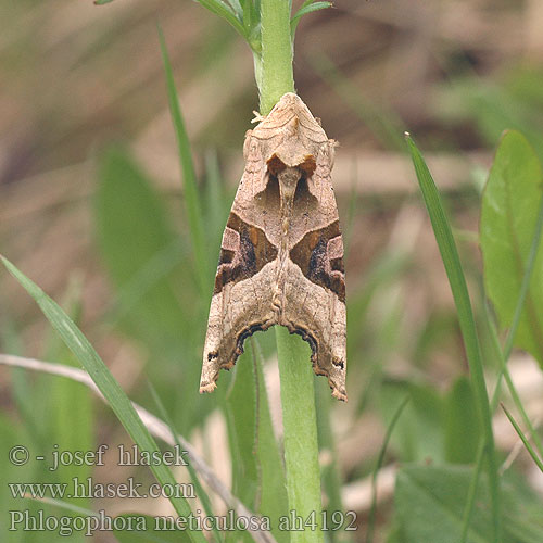 Phlogophora meticulosa Angle Shades Achateule