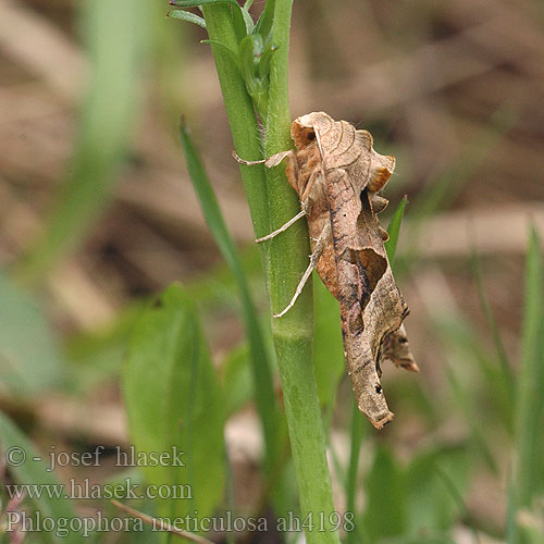 Phlogophora meticulosa Plamenoskvrnka Blýskavka mramorovaná