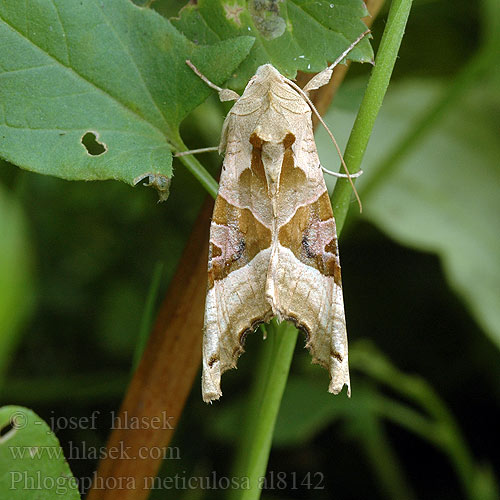 Phlogophora meticulosa alchemillatum Angle Shades Achateule