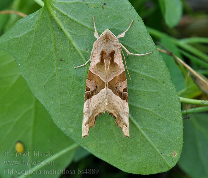 Phlogophora meticulosa Plamenoskvrnka cviklová mramorovaná