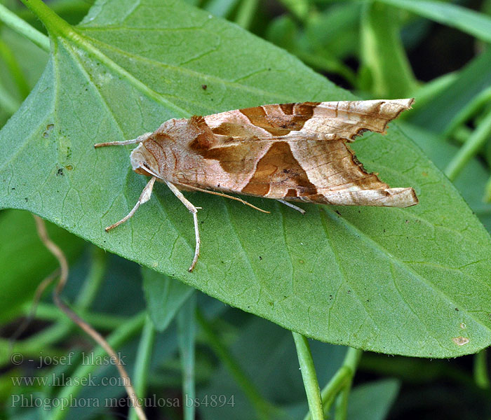 Phlogophora meticulosa Méticuleuse craintive