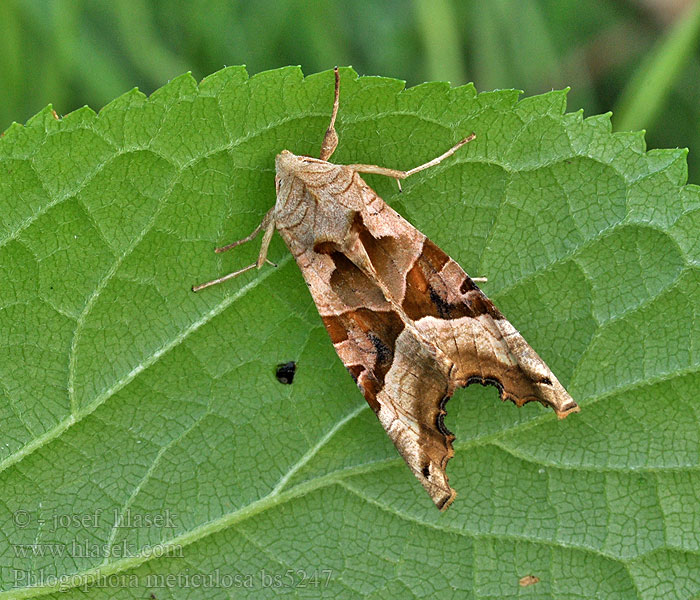 Phlogophora meticulosa Совка агатовая