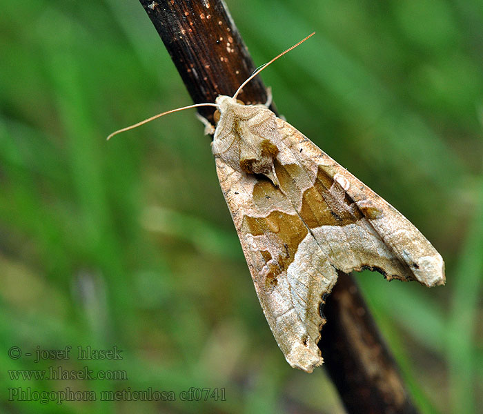 Phlogophora meticulosa