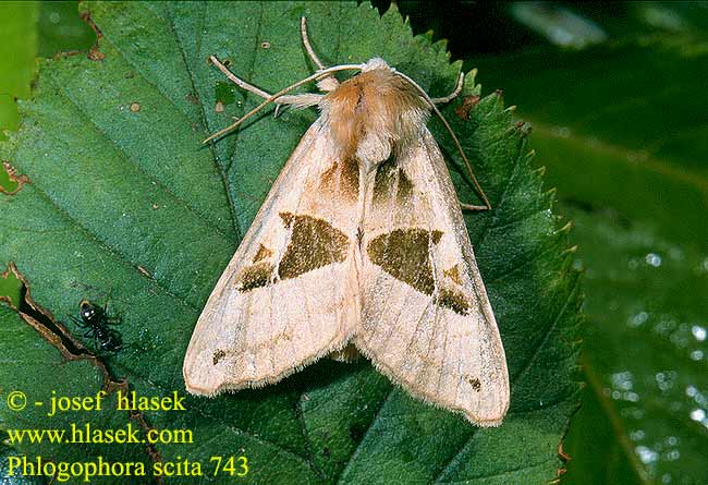 Phlogophora scita flavofasciatum Blýskavka kapradinová mramorovaná