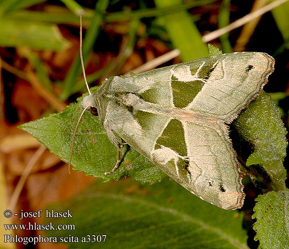 Phlogophora scita