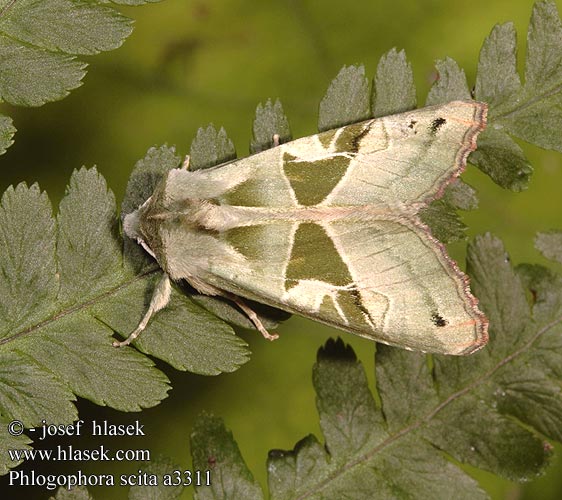 Phlogophora scita Noctuelle amandine Zielenica szmaragdnica