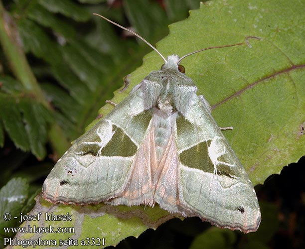 Phlogophora scita flavofasciatum Halványzöld csipkésbagoly