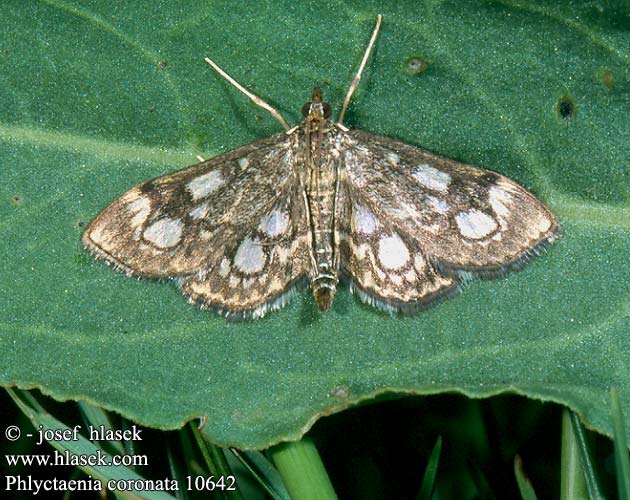 Phlyctaenia coronata 10642