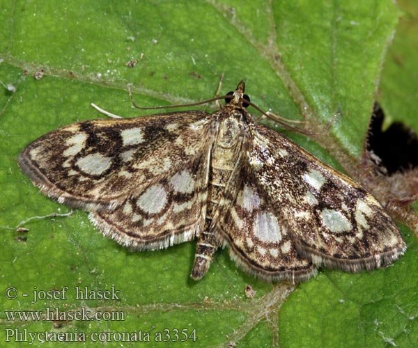 Phlyctaenia coronata Anania Zavíječ bezový Holunderzünsler