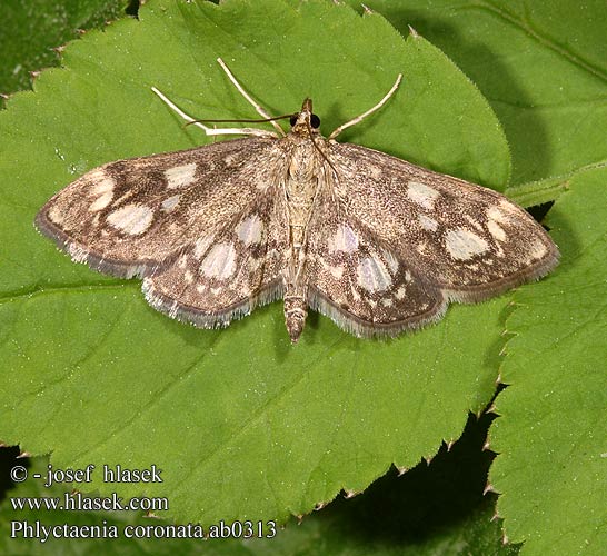 Phlyctaenia coronata Elderberry pearl Vijačka bazová