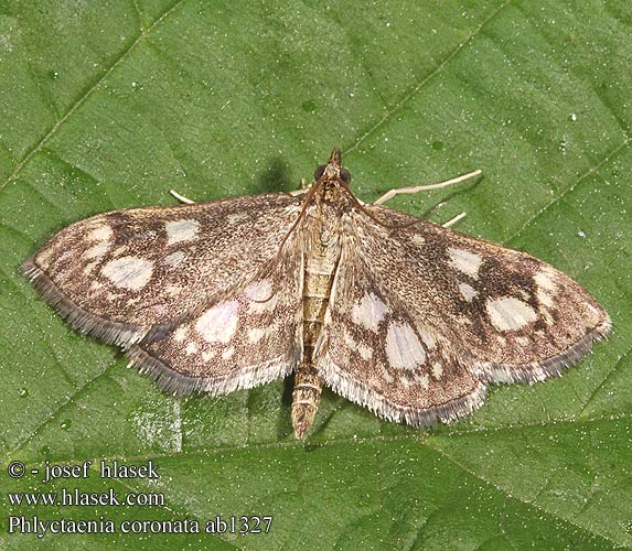 Phlyctaenia coronata Oгнёвка бузинная Przezierka hebdzianka