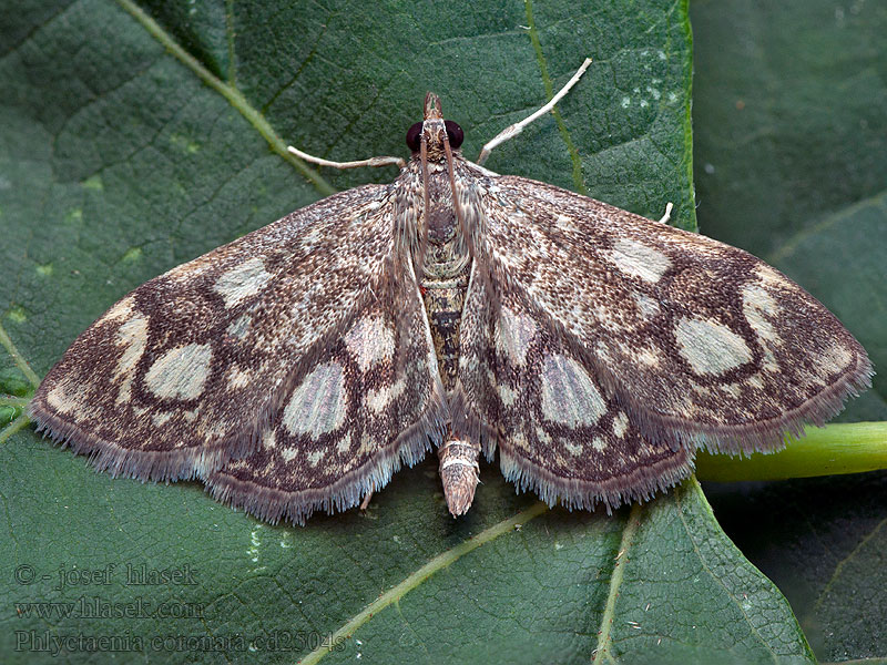 Phlyctaenia coronata Anania Seljakoisa Flädermott