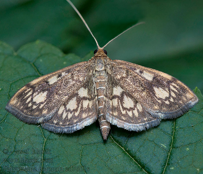 Phlyctaenia coronata Anania Hyllengmot Hyldehalvmøl