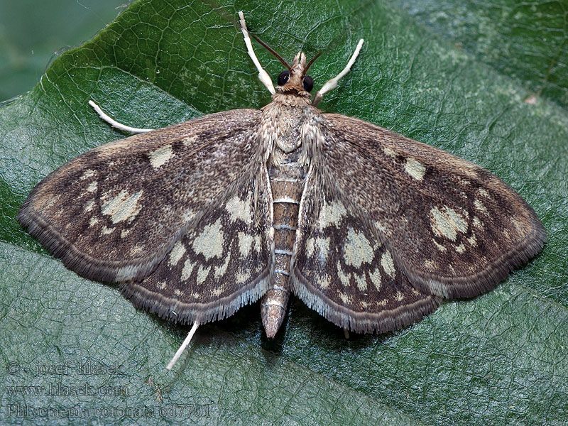 Zavíječ bezový Phlyctaenia coronata