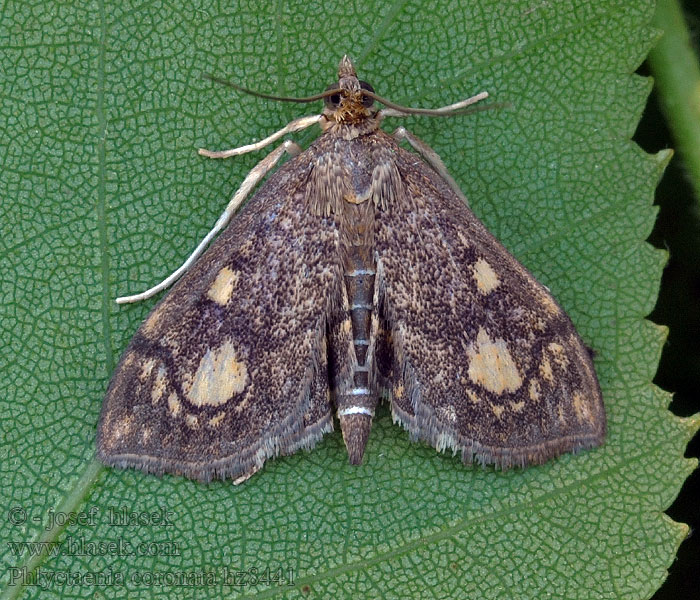 Holunderzünsler Phlyctaenia coronata