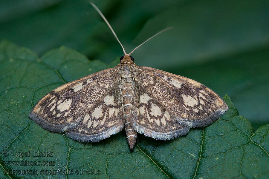 Phlyctaenia stachydalis Anania Zavíječ čistcový Vijačka čistcová