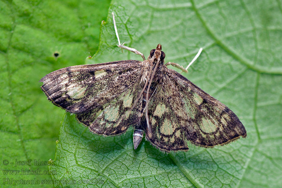 Bonte coronamot Огневка чистецовая Mocsári dudvamoly Phlyctaenia stachydalis