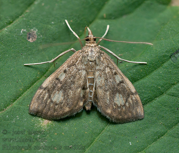 Anania Zavíječ čistcový Vijačka čistcová Phlyctaenia stachydalis