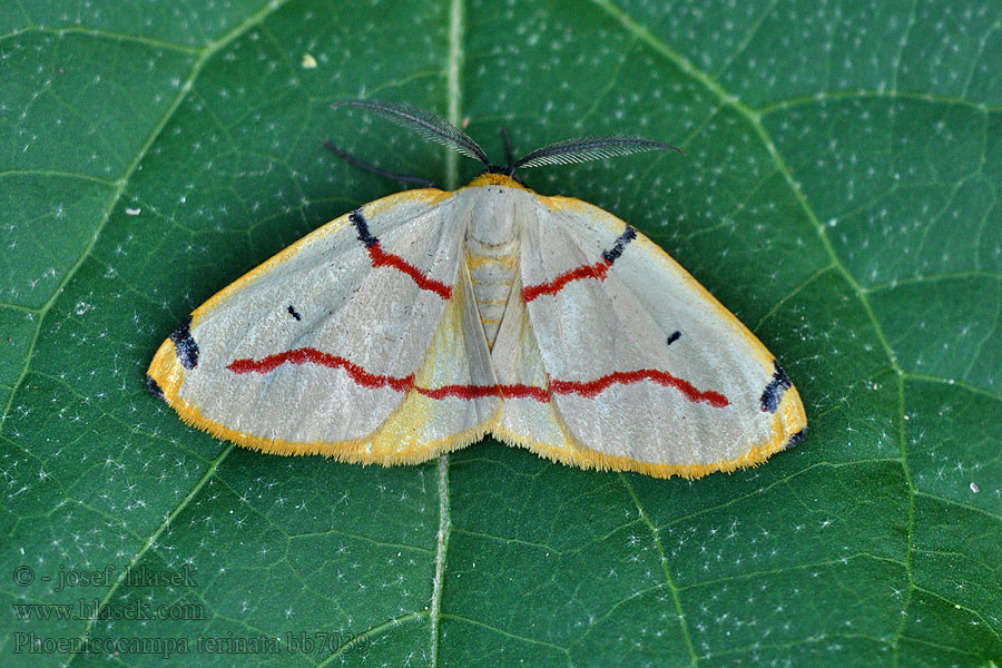 Phoenicocampa terinata