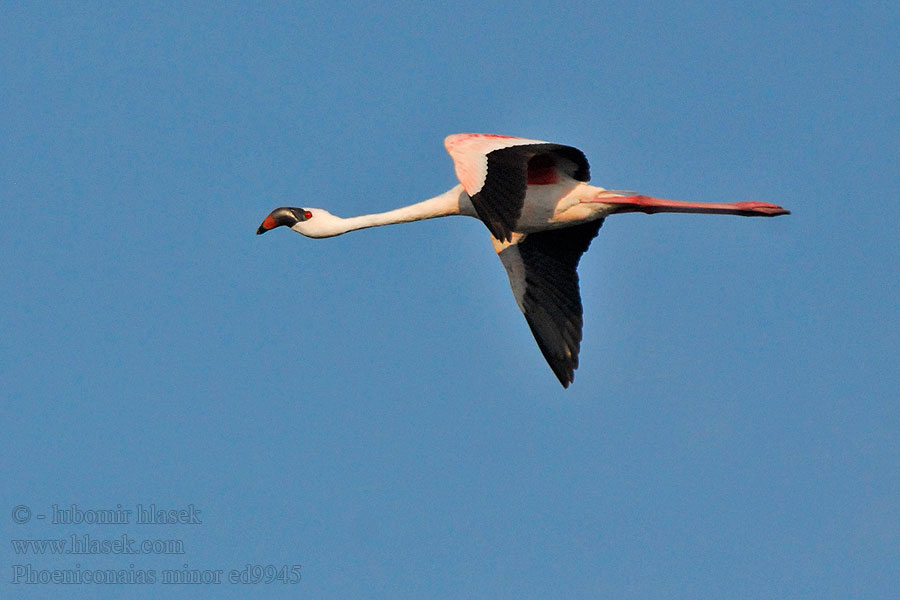 Phoeniconaias minor 小红鹳 Plameňák malý Zwergflamingo Lille Flamingo