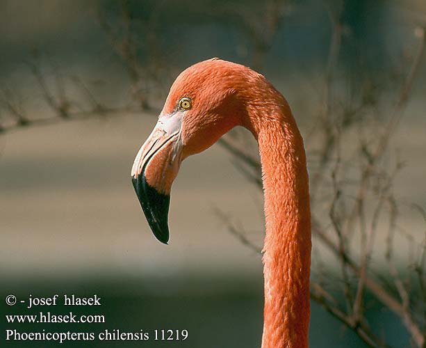 Phoenicopterus chilensis 11219