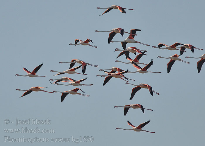 Phoenicopterus ruber roseus Greater Flamingo Rosaflamingo