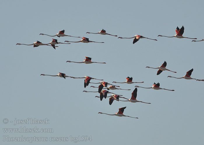 Flamant rose Flamenco Común Plameňák růžový