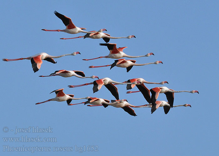 Flamingo-comum Grootflamink פלמינגו Flaming różowy