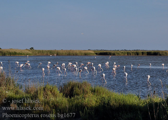 Rózsás flamingó Phoenicopterus ruber roseus