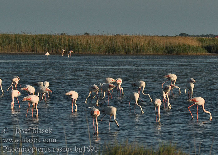 Phoenicopterus roseus ruber Greater Flamingo