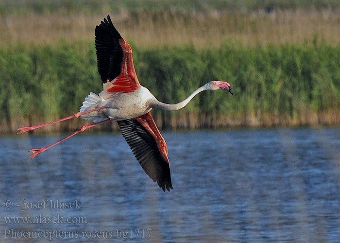 Phoenicopterus roseus ruber Rosaflamingo Flamant rose