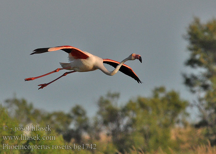 Phoenicopterus roseus ruber Flamant rose