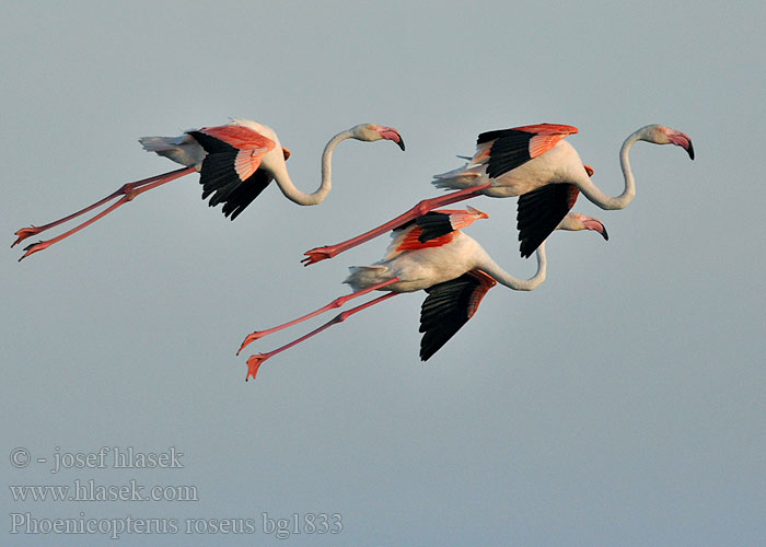 Phoenicopterus roseus Flamenco Común Plameňák růžový