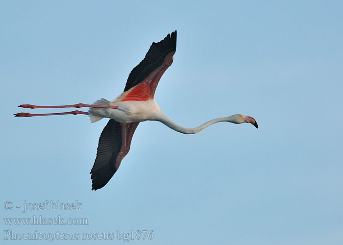 Phoenicopterus roseus Plameňák růžový Fenicottero