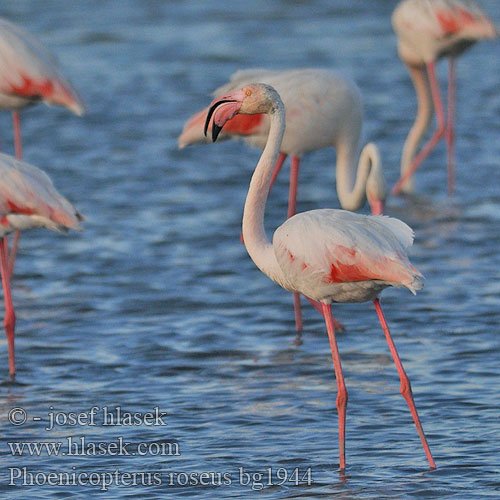 Phoenicopterus roseus Fenicottero 大红鹳