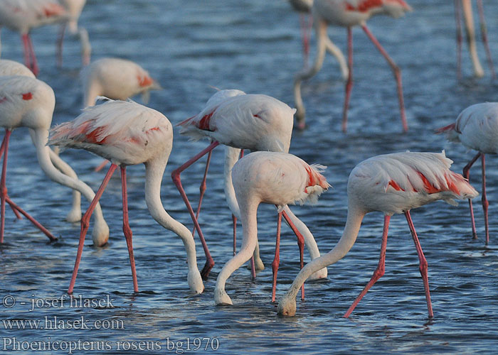 Phoenicopterus roseus 大红鹳 Фламинго