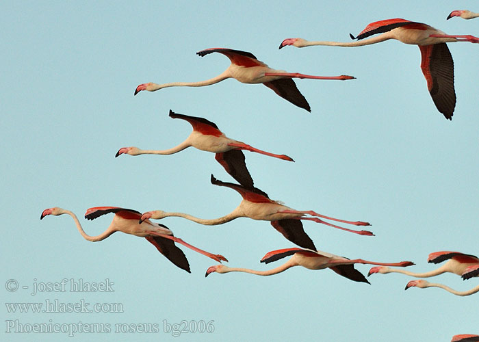 Phoenicopterus roseus Фламинго обыкновенный