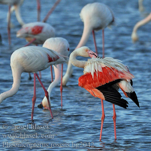 Phoenicopterus roseus ベニイロフラミンゴ