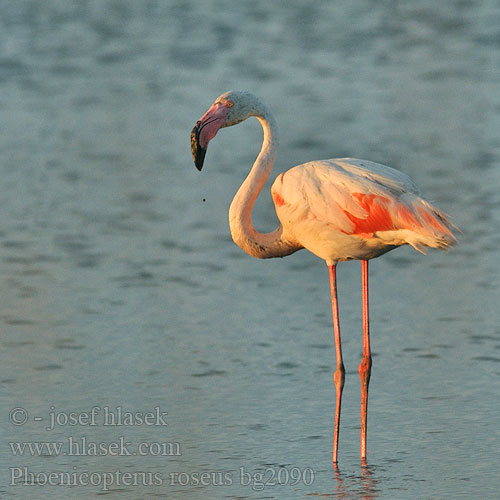 Phoenicopterus roseus مالك الحزين Φοινικόπτερο